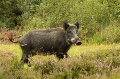 Wild Boar - Wild Zwijn