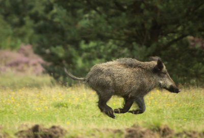 Wild Boar - Wild zwijn