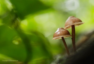 Clustered Bonnet - Fraaisteelmycena