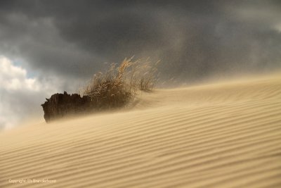 Drifting sand - Stuivend zand