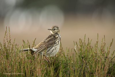 Meadow Pipit - Graspieper