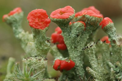 Rood Bekermos