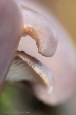 Oyster mushroom - Gewone Oesterzwam