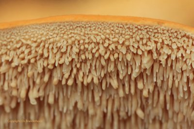 Wood Hedgehog - Gele stekelzwam