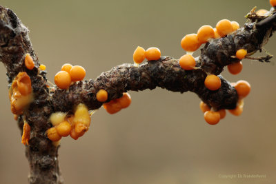 Glanzend druivenpitje - Leocarpus fragilis