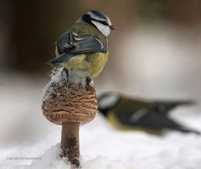 Blue Tit - Pimpelmees