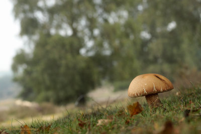 Fijnschubbige boleet - Suillus variegatus