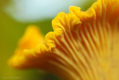 Chanterelle - Cantharel