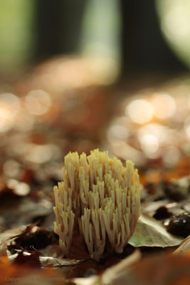 Straight-Branched Coral - Rechte koraalzwam