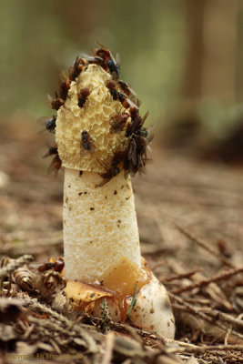 Common Stinkhorn - Grote stinkzwam