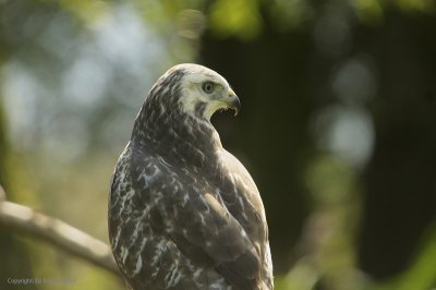 Common Buzzard - Buizerd