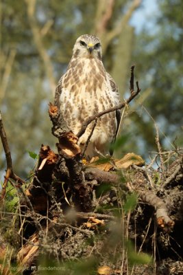 Common Buzzard - Buizerd