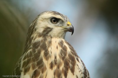 Common Buzzard - Buizerd