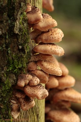 Honey Fungus - Sombere Honingzwam