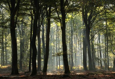 October forest, sunshine - Oktoberbos, zonlicht