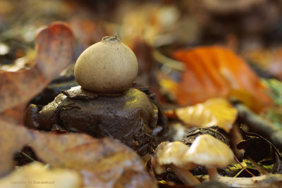 Collared Earthstar - Gekraagde aardster