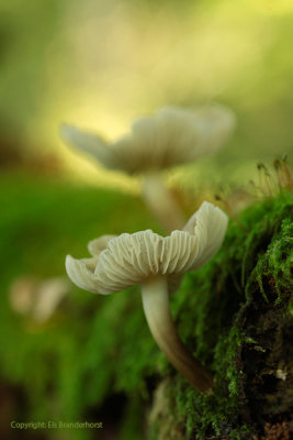 Common Bonnet - Helmmycena