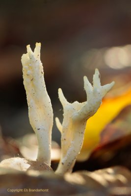 Club Fungus - Rimpelige koraalzwam