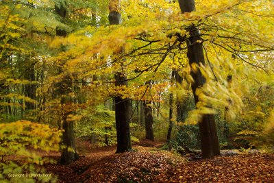 Autumn forest - Herfstbos