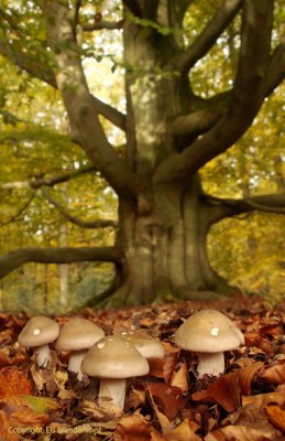 Clouded Agaric - Nevelzwam