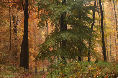 Autumn Beech - Herfstbeuk