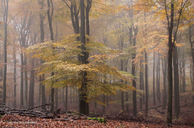 Beech forest, fog - Beukenbos, mist