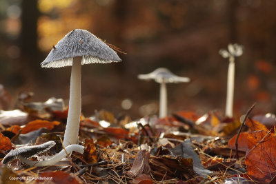 Inkcap - Inktzwam (Hazenpootje?)