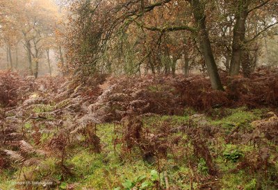 Misty oak forest - Mistig eikenbos