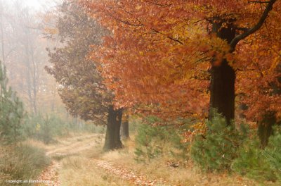 Rain and wind - Regen en wind