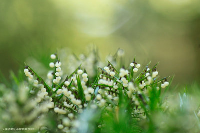 Slime Mold - Slijmzwam - Physaraceae