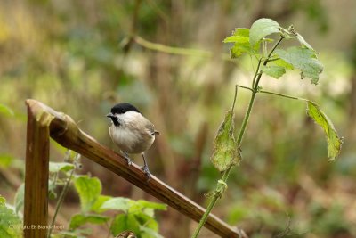 Marsh Tit - Glanskop