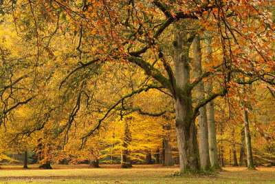 Autumn at a park forest