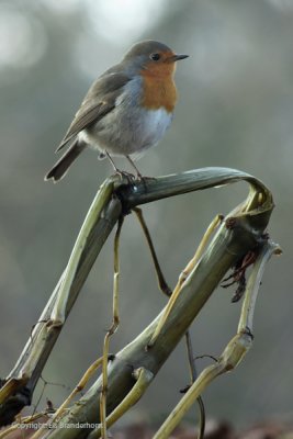 Robin - Roodborst