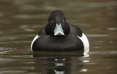 Tufted Duck - Kuifeend