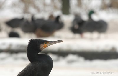 Great Cormorant - Aalscholver