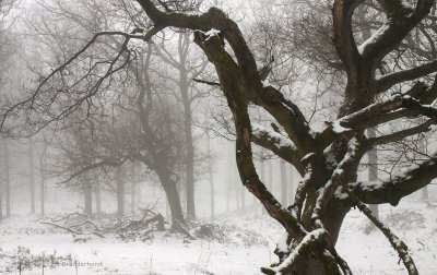 Oak forest, snow and fog - Eikenbos, sneeuw en mist