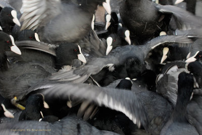 Coot - Meerkoet