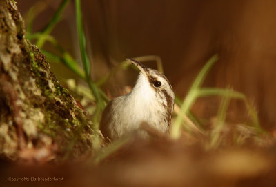 Short-toed Treecreeper - Boomkruiper