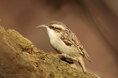 Short-toed Treecreeper - Boomkruiper