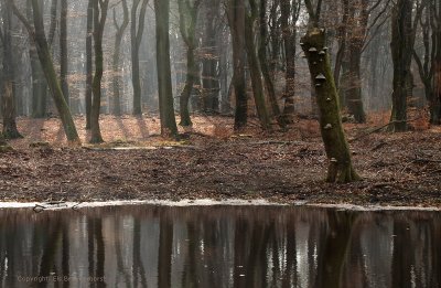Winterbeukenbos - Beech forest, winter