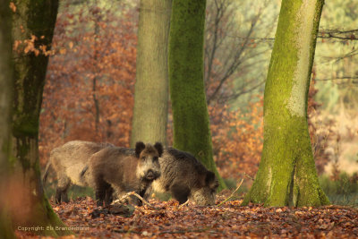 Wild Boar - Wild zwijn 2