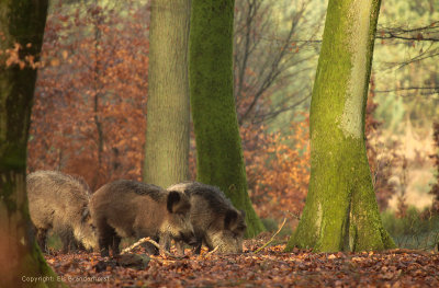 Wild Boar - Wild zwijn