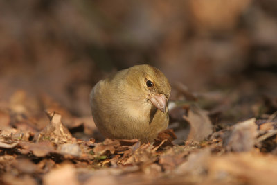 Vink - Chaffinch