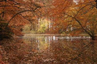 Pond autumn