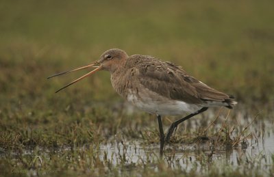 Grutto - Black-tailed godwit