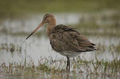 Grutto - Black-tailed godwit