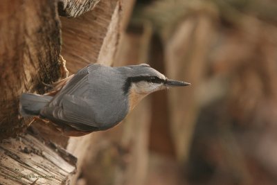 Boomklever - Nuthatch