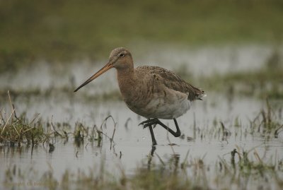 Grutto - Black-tailed godwit