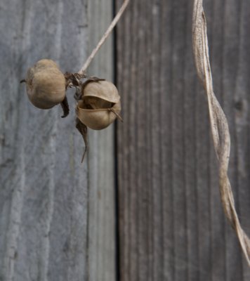 Morning Glory Pods