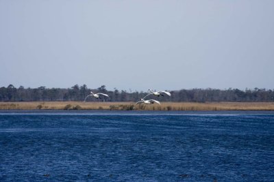 IMG_4226.jpg